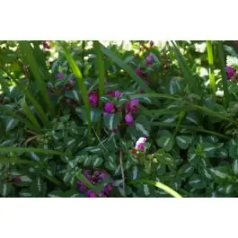 Lamium Roseum | Favoriet van klanten