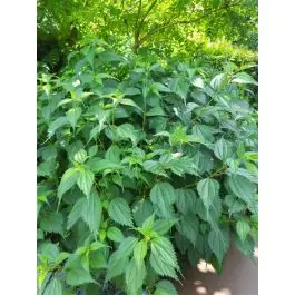Lamium orvala - Zeer goed beoordeeld