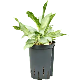 Aglaonema Banlangsetthi - Erg populair