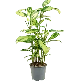 Calathea Pilosa | Premium