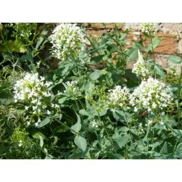 Aanrader | Centranthus Albus