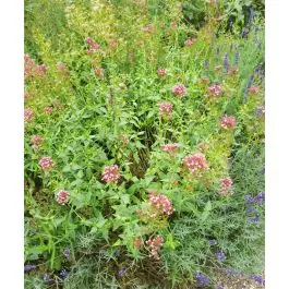 Centranthus Coccineus - Zeer goed beoordeeld