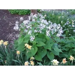 Lunaria rediviva | Tijdelijke actie