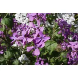 Lunaria annua | Scherpe prijs