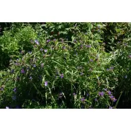 Opruiming | Tradescantia Zwanenburg Blue