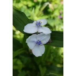 Aanrader - Tradescantia Osprey