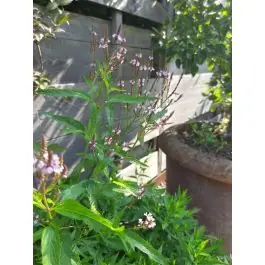 Scherp geprijsd - Veronica longifolia