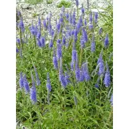 Veronica spicata | Zolang de voorraad strekt