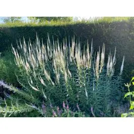 Extra korting | Veronicastrum Album