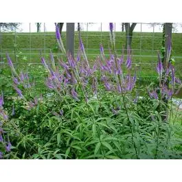 Veronicastrum Fascination - Nieuw product
