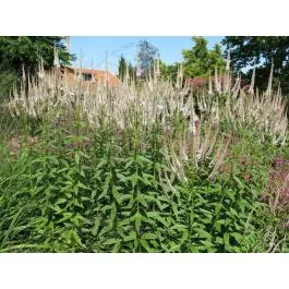 Mis het niet | Veronicastrum Roseum