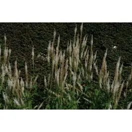 Veronicastrum Pink Glow - Prijs verlaagd