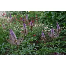 Actieprijs - Veronicastrum Red Arrows