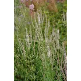 Veronicastrum Diana - Hoog gewaardeerd