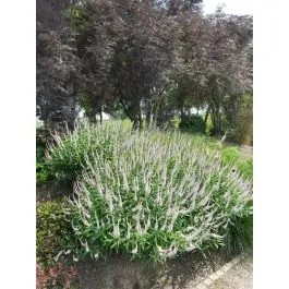 Nieuw - Veronicastrum virginicum