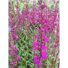 Lobelia Tania | Actie