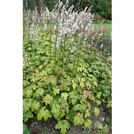 Actaea Cheju-do | Gratis retourneren