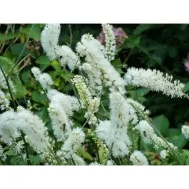 Actaea White Pearl - Nog maar een paar beschikbaar