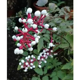 Nieuw product - Actaea Misty Blue