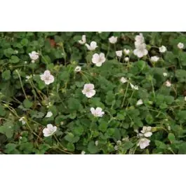 Erodium Album | Scherp geprijsd