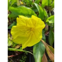 Veel gekozen | Oenothera macrocarpa