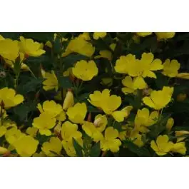 Direct bestellen - Oenothera fruticosa