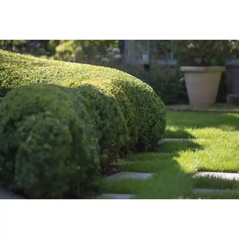 Ilex Dark Green | Topprijs