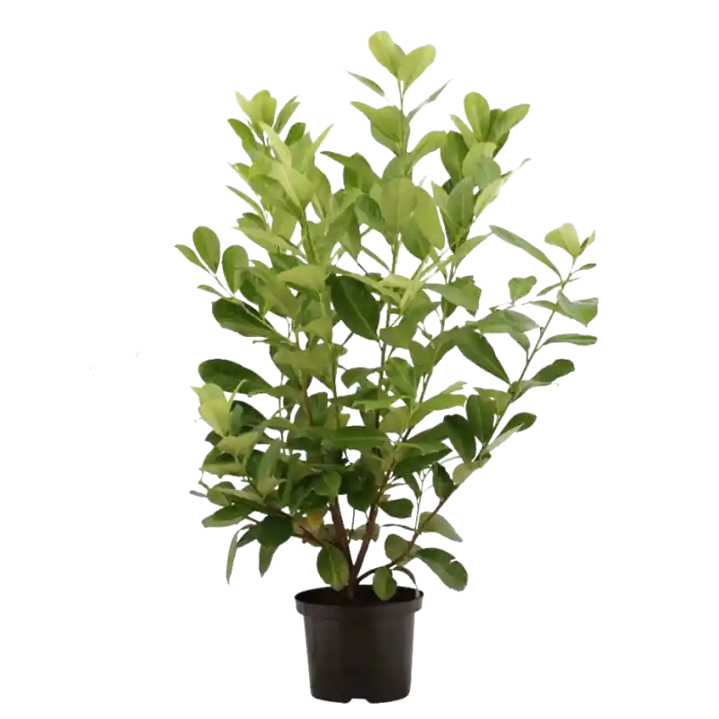 Online bestelbaar - Prunus Rotundifolia