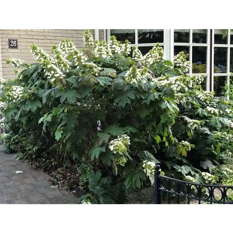 Bestel nu | Hydrangea quercifolia