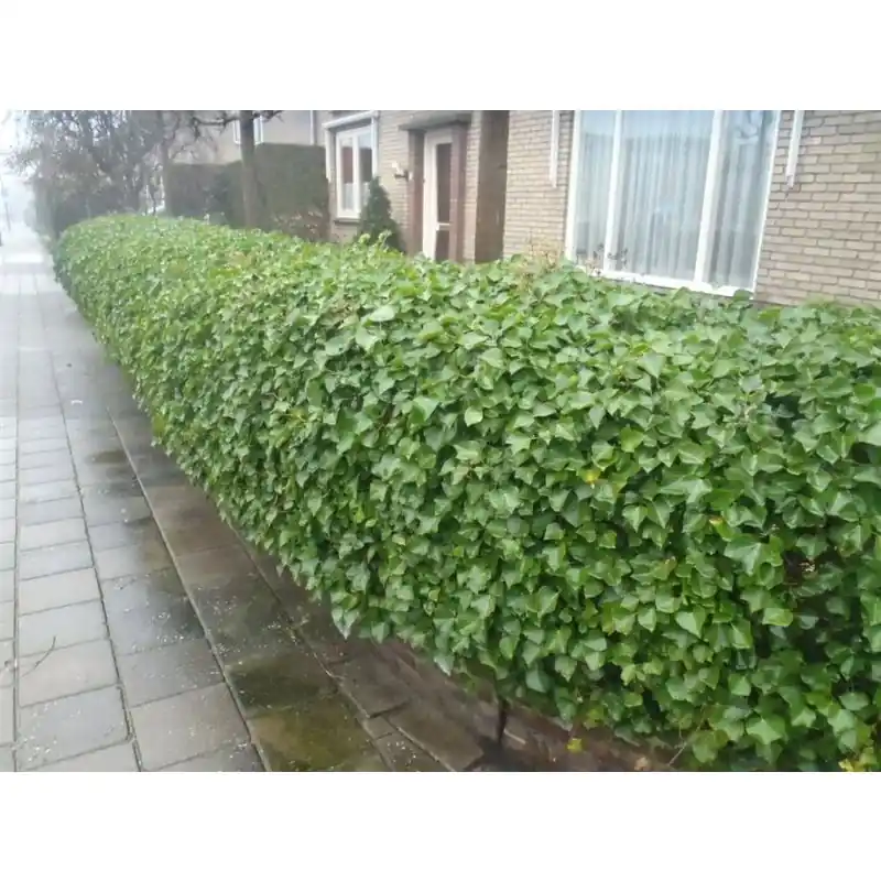 Hedera Arborescens - Verlaagde prijs