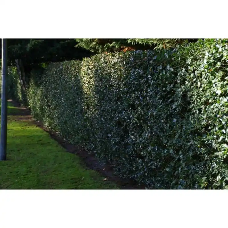 Direct beschikbaar - Ilex aquifolium