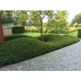 Direct bestellen - Lonicera Maigrün
