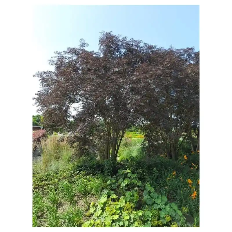 Topkwaliteit | Sambucus Black Lace