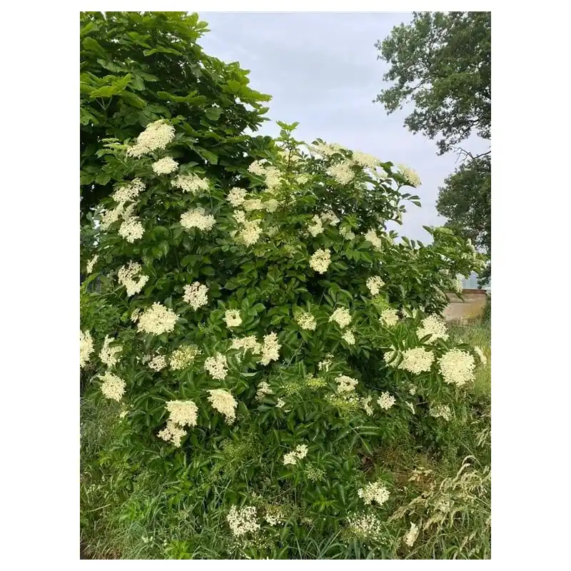 Sambucus nigra | Snelle verzending