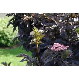 Sambucus Black Tower | Online bestellen