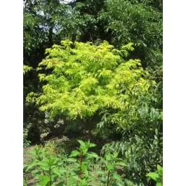 Rechtstreeks van de fabrikant - Sambucus Plumosa Aurea