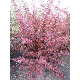 Physocarpus Lady in Red | Expreslevering