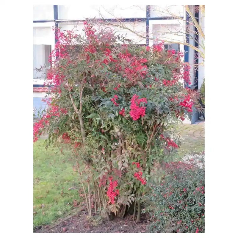 Spoedlevering - Nandina domestica