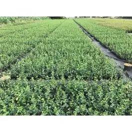Nieuw in de shop | Euonymus Hort‘s Blaze