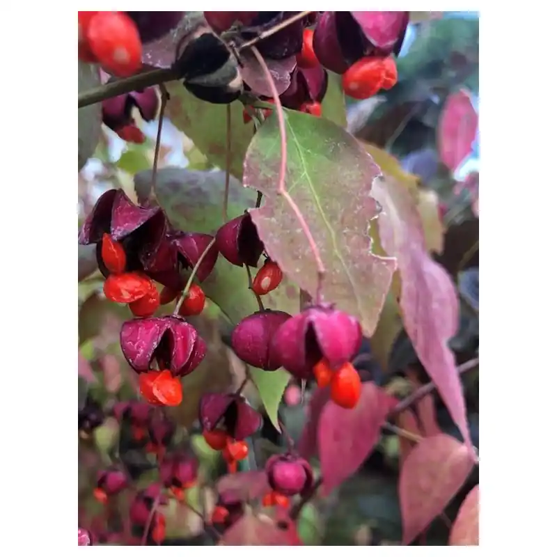 Populair bij klanten - Euonymus planipes