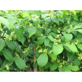 Flitsaanbieding - Euonymus Compactus