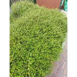 Muehlenbeckia axillaris - Extra voordeel