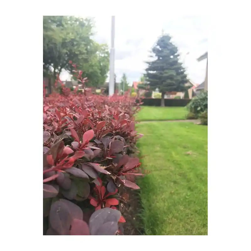 Hoog gewaardeerd - Berberis Atropurpurea