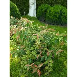 Premium - Leucothoe Rainbow