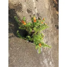 Potentilla Red Ace - Nog maar enkele beschikbaar
