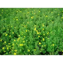 Populair bij klanten | Potentilla Goldfinger