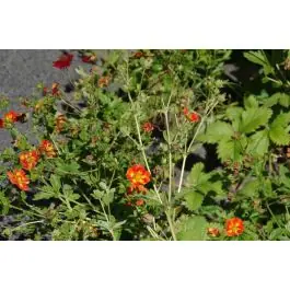 Potentilla William Rollisson | Net toegevoegd