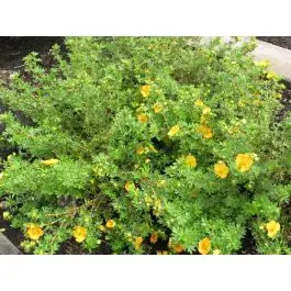 Populair | Potentilla Tangerine
