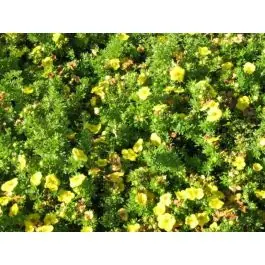 Tijdelijke actie - Potentilla Kobold
