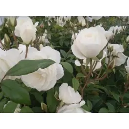 Uitverkoop | Rosa Schneewittchen